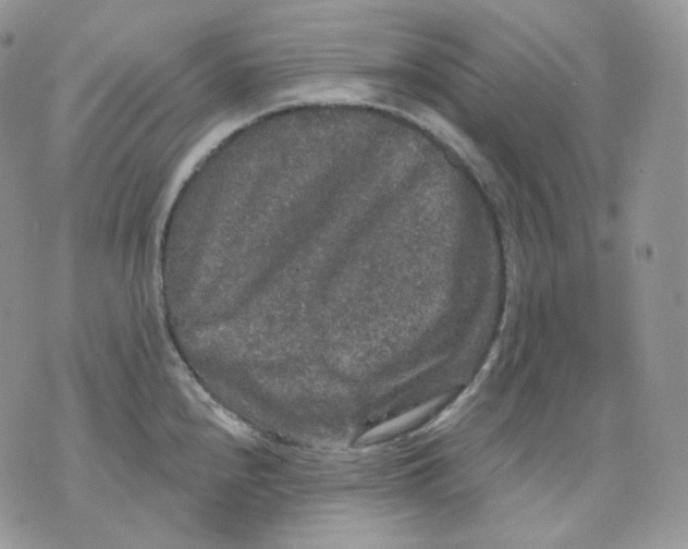 X0000070861240200607071850