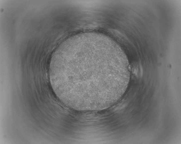 X0000070861252200607071849