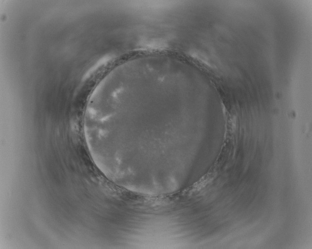 X0000070861254200607071849