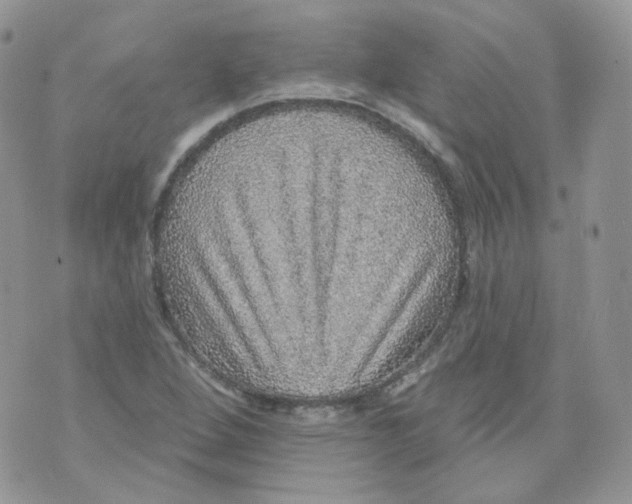 X0000070861264200607071849