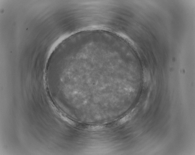 X0000070861278200607071848