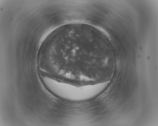 X0000070861279200607071848