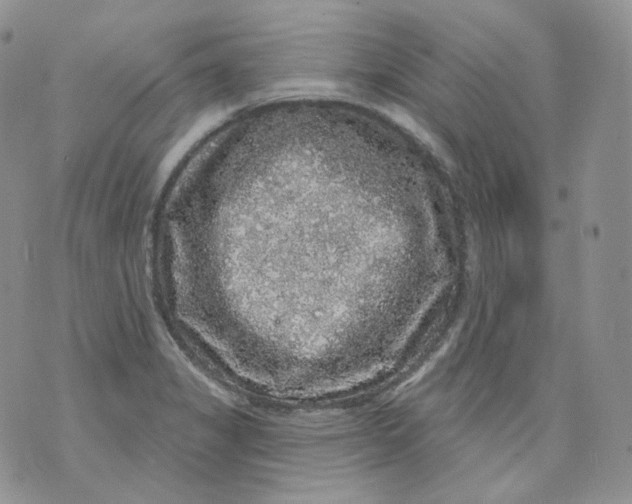 X0000070861325200607071848