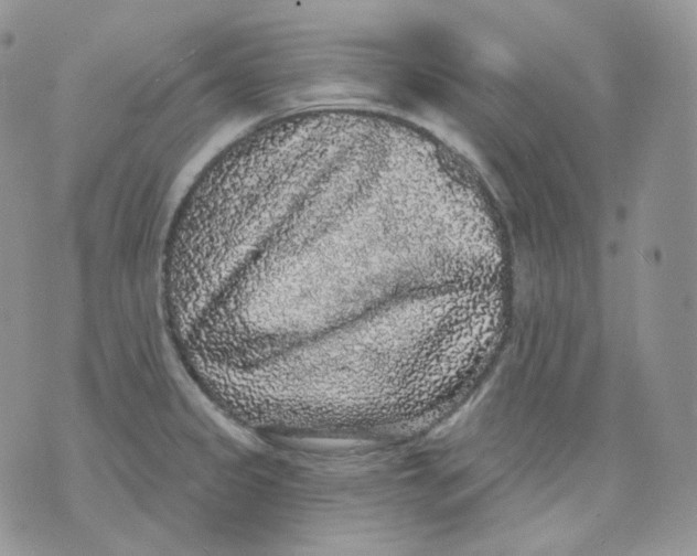 X0000070861333200607071848