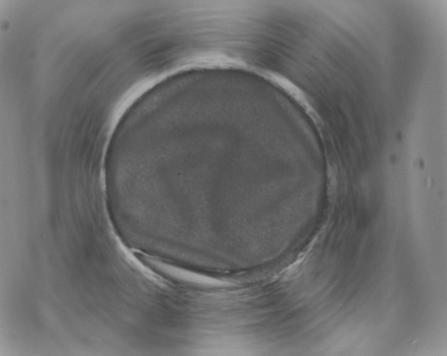 X0000070861335200607071848