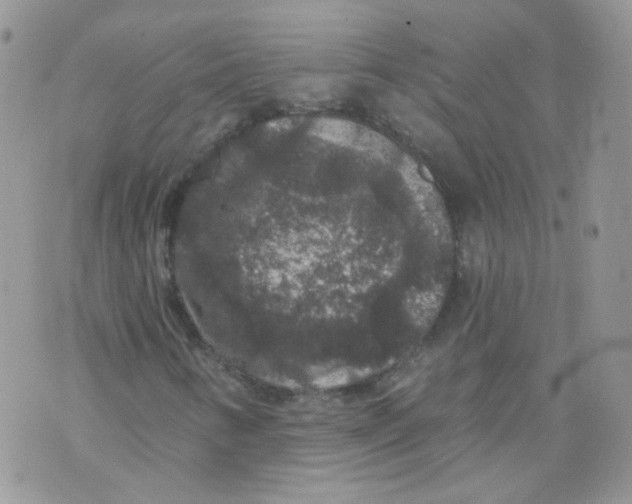 X0000070861346200607071847