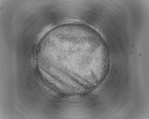 X0000070861363200607071847