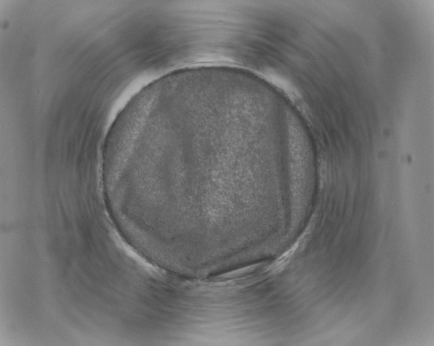 X0000070861374200607071847