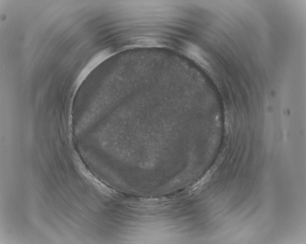 X0000070861378200607071847