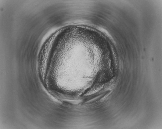 X0000070861424200607071846