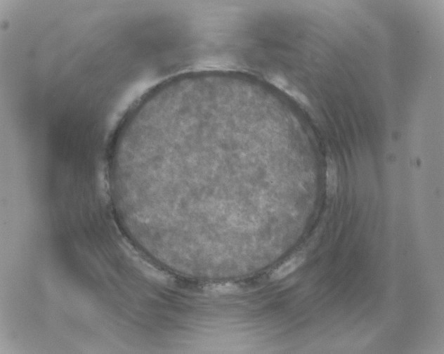 X0000070861454200607071846