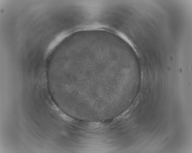 X0000070861456200607071846