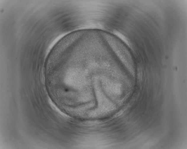 X0000070861468200607071845