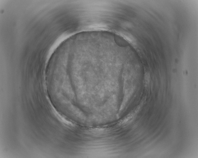 X0000070861470200607071845