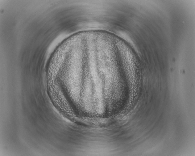 X0000070861472200607071845