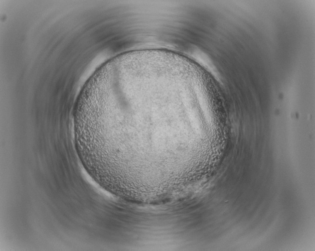 X0000070861476200607071845