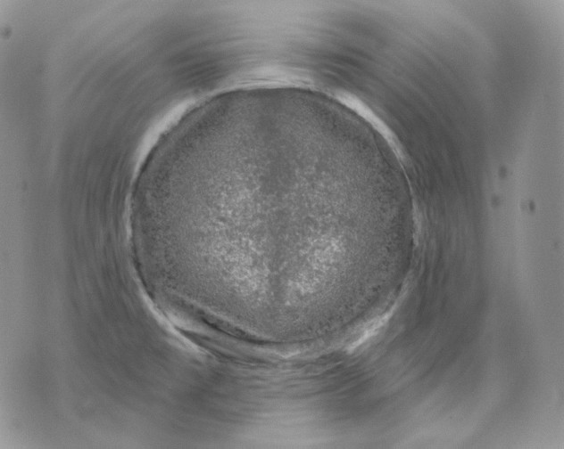 X0000070861477200607071845