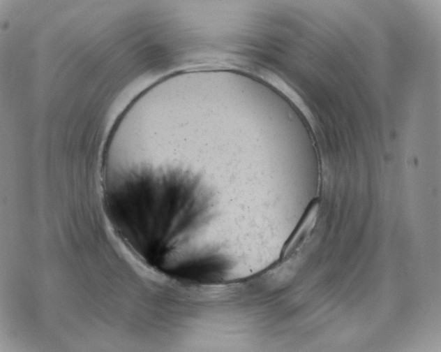 X0000070861485200607071845