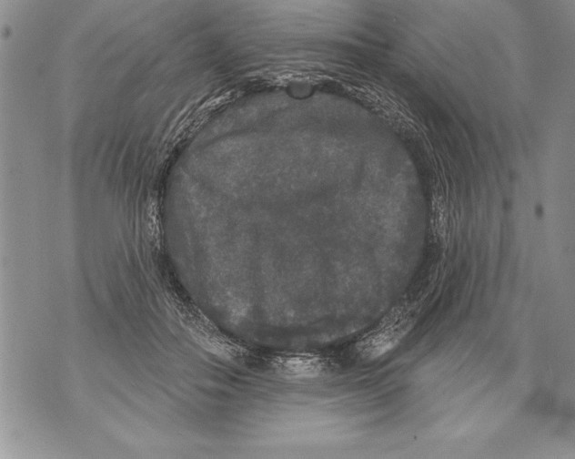 X0000070860506200607150100