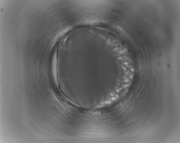 X0000070860640200607150057