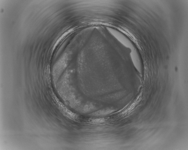 X0000070860798200607150055