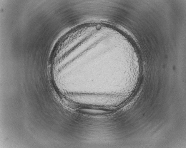 X0000070861029200607150051