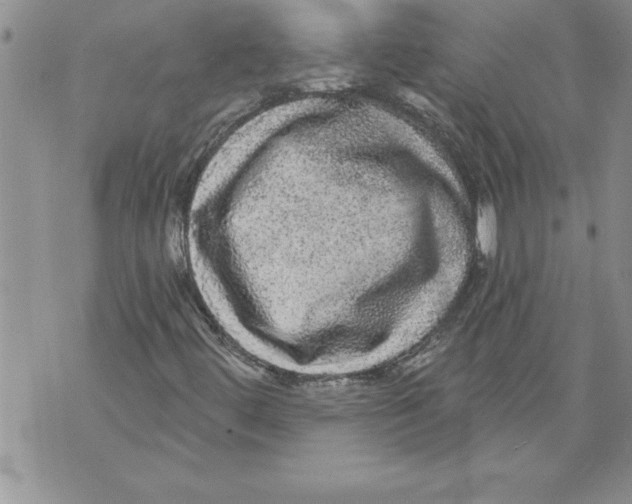 X0000070861444200607150044