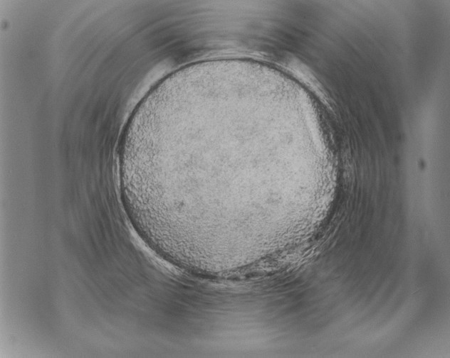 X0000070861476200607150044
