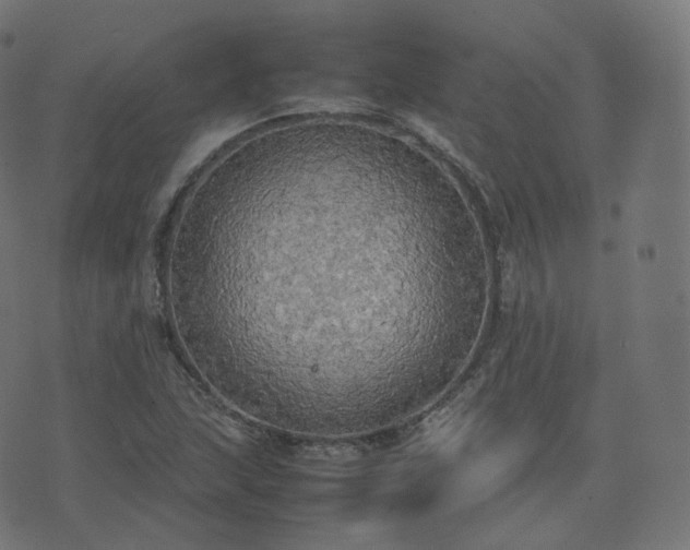 X0000070871215200606231309