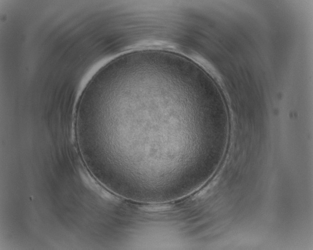 X0000070871296200606231308