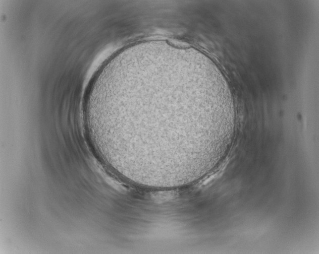 X0000070870102200607150131