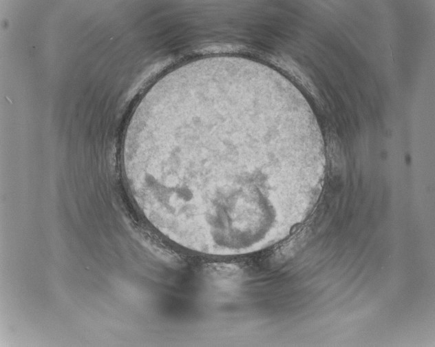 X0000070870159200607150130