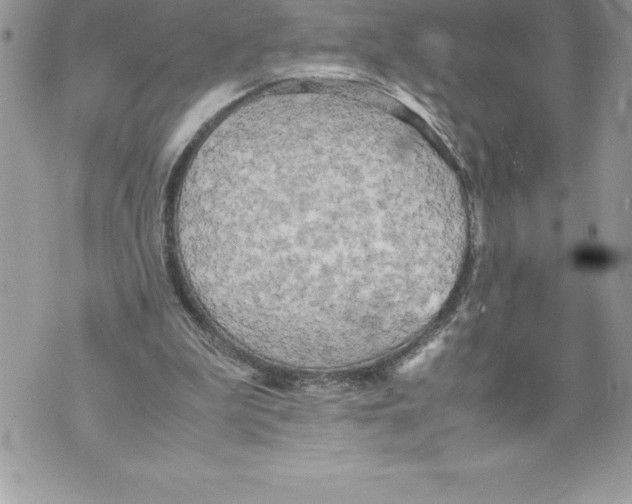 X0000070870199200607150130