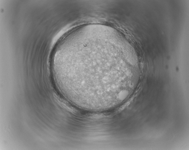 X0000070870246200607150128