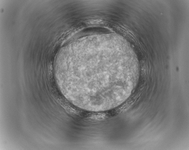 X0000070870369200607150127