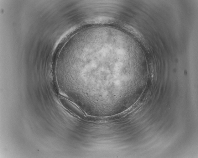 X0000070870392200607150126