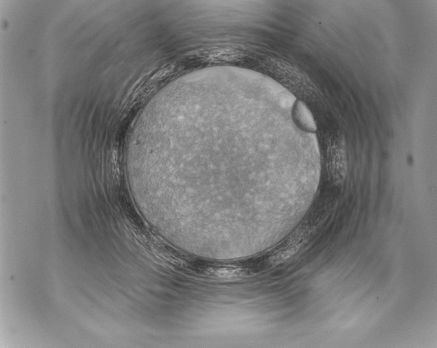 X0000070870506200607150125