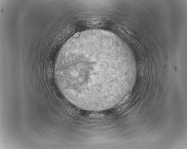 X0000070870515200607150124