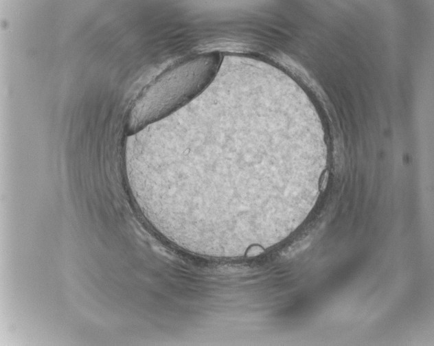 X0000070870529200607150123