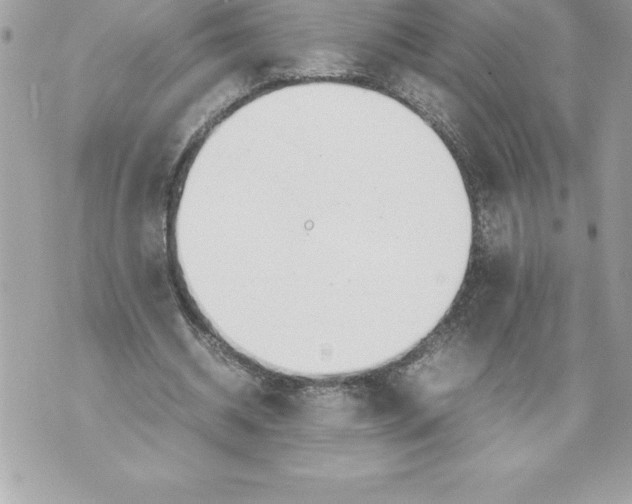 X0000070870534200607150123