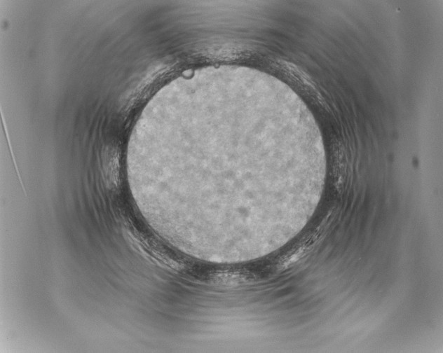 X0000070870596200607150123