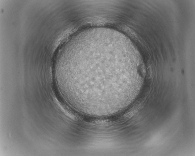 X0000070870638200607150122