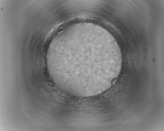 X0000070870776200607150120