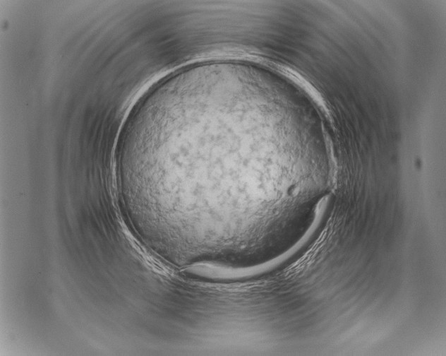 X0000070870996200607150117