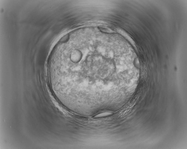 X0000070871099200607150115