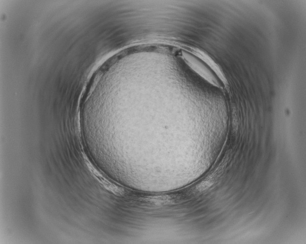 X0000070871388200607150110