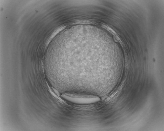 X0000070871433200607150110