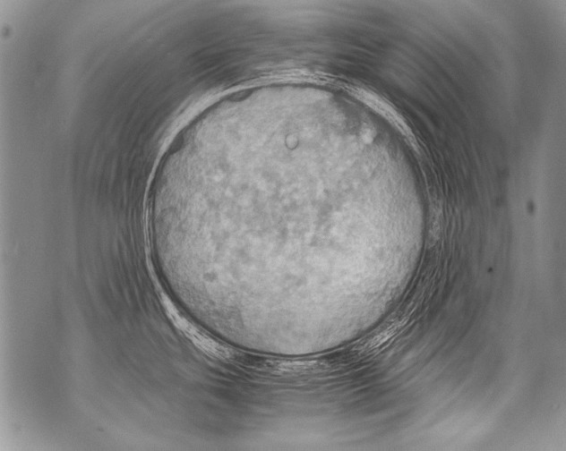 X0000070871439200607150110