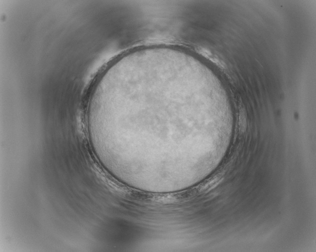 X0000070871454200607150109