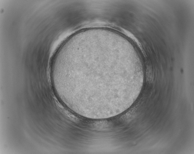 X0000070871464200607150109